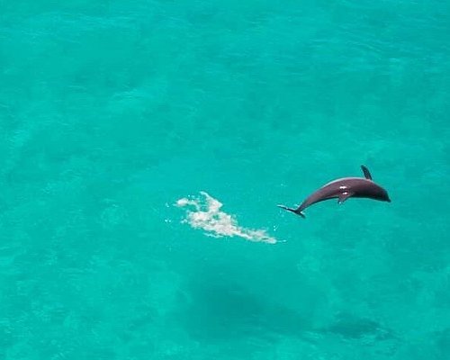 Dolphin Encounter - Kizimkazi gallery 2