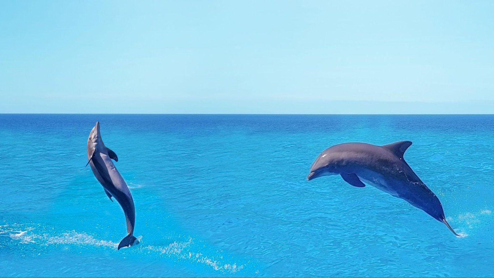 Dolphin Encounter - Kizimkazi gallery 3