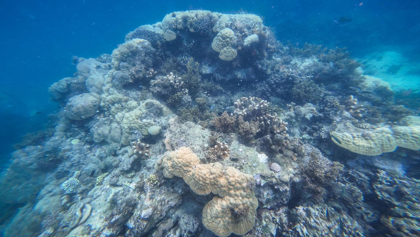 Mnemba Island Marine Reserve - Snorkeling Paradise gallery 1