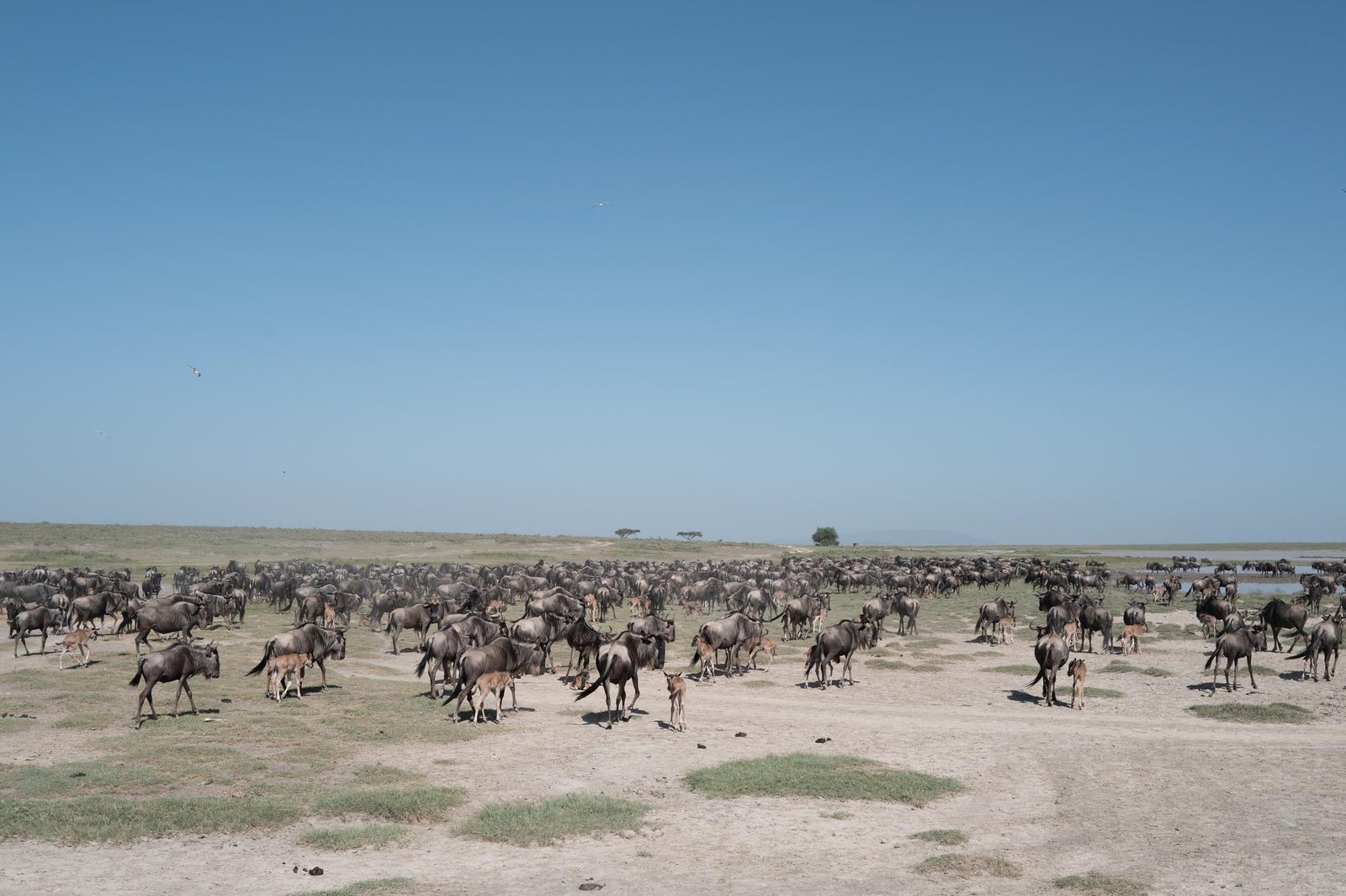 Northern Circuit Safari - Tarangire, Manyara, Ngorongoro & Serengeti