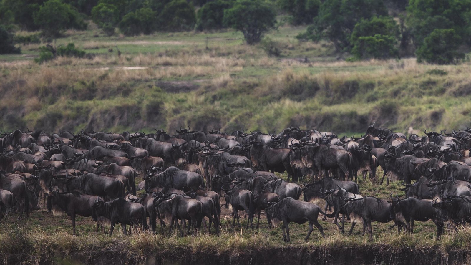Northern Circuit Safari - Tarangire, Manyara, Ngorongoro & Serengeti gallery 2