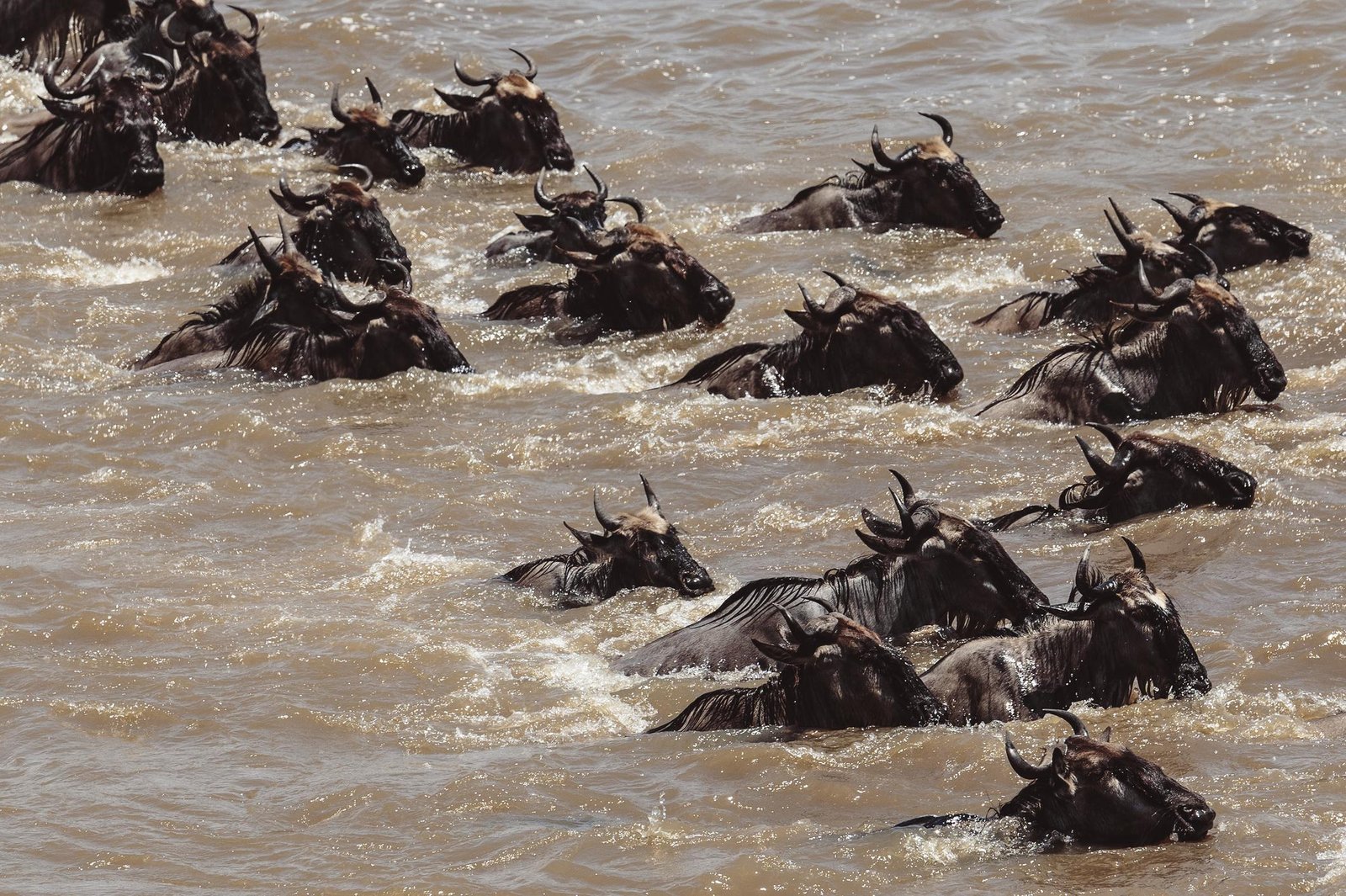 Northern Circuit Safari - Tarangire, Manyara, Ngorongoro & Serengeti gallery 3