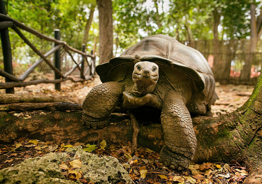 Prison Island & Giant Tortoises gallery 2