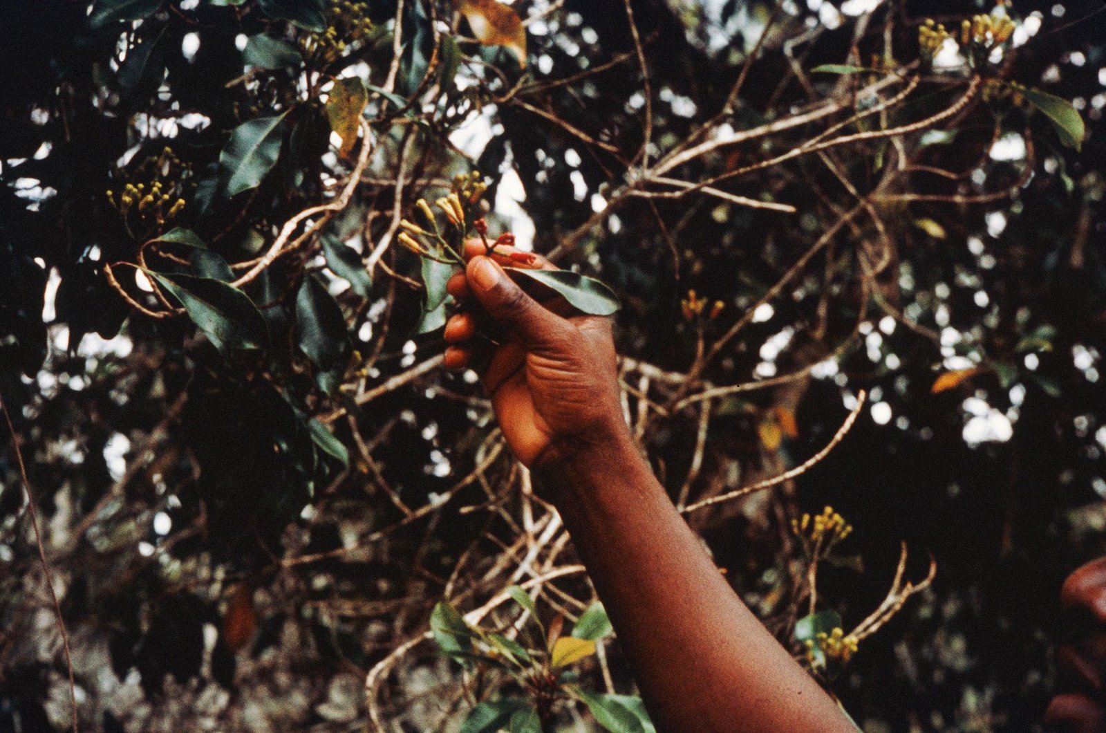 Spice Farm Tour - The Island of Spices