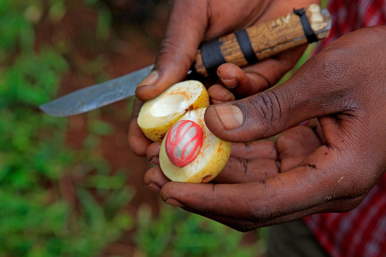 Spice Farm Tour - The Island of Spices gallery 2