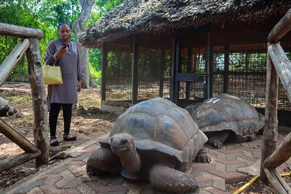 Prison island & Nakupenda sandbank trip
